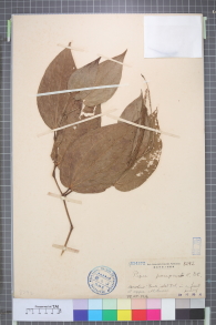 Specimen thumbnail